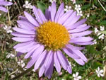 Aster alpinus Val d'Aran